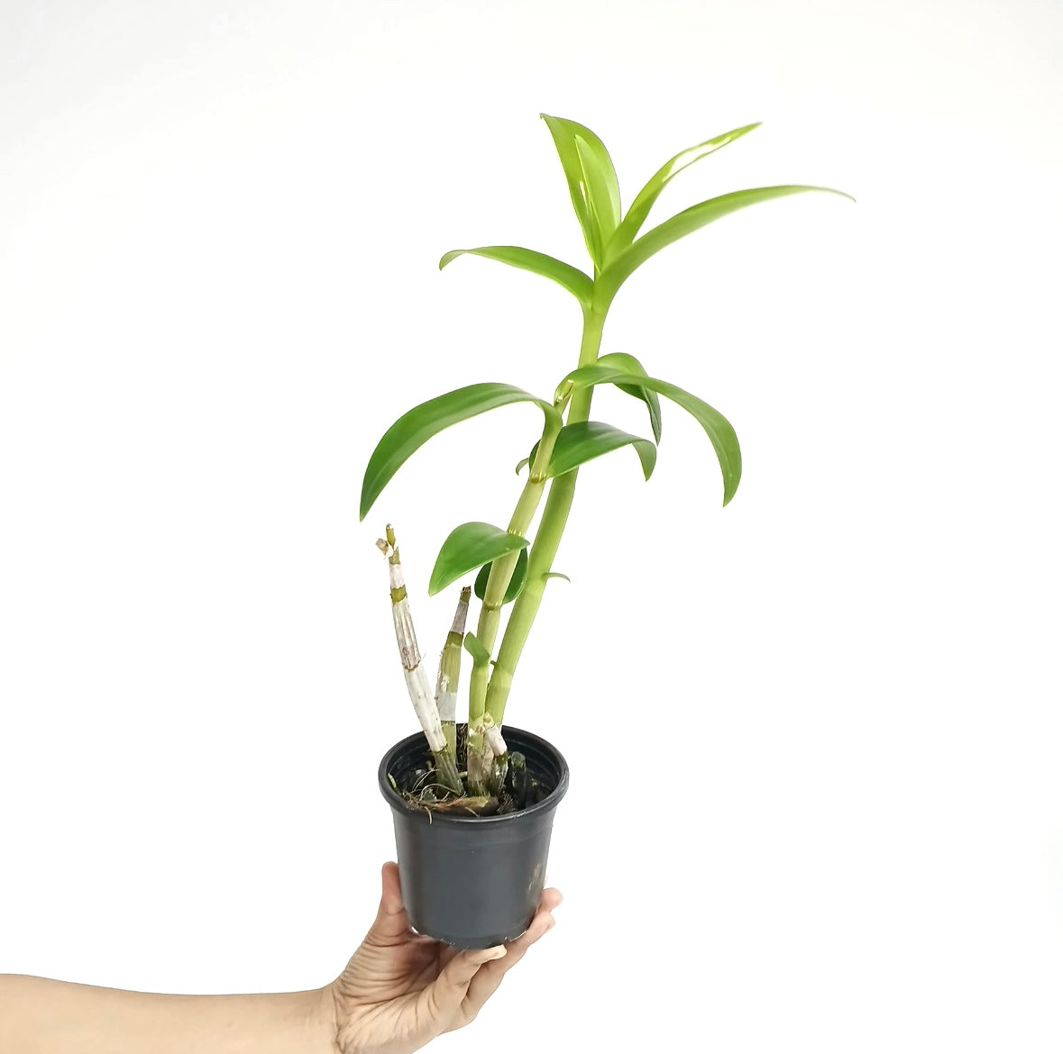 Dendrobium Charming White x Tuang Pink - BS