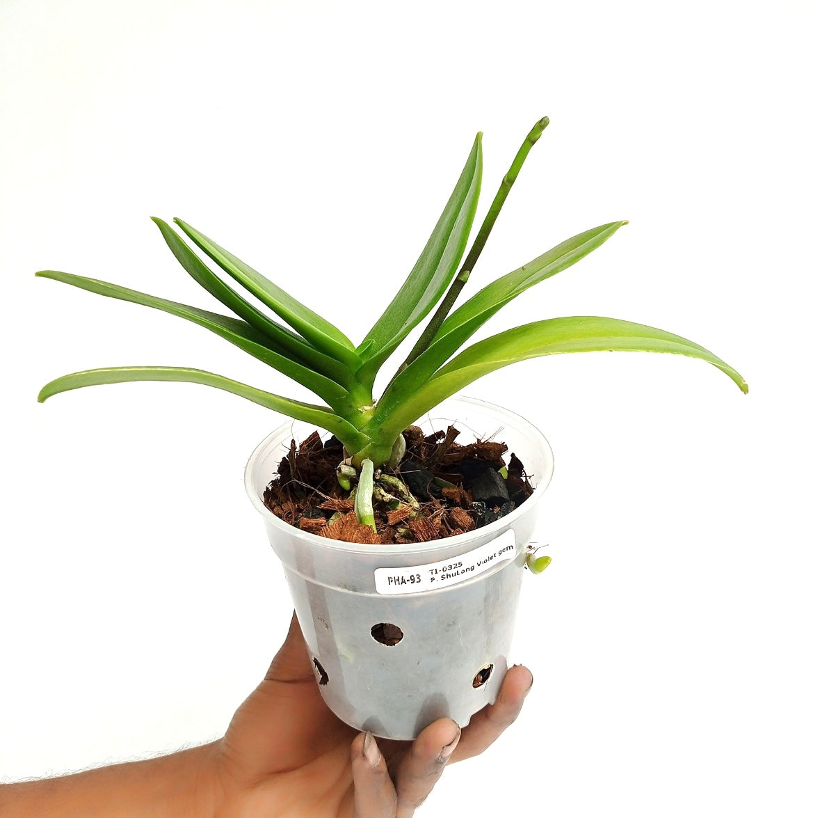 Phalaenopsis Shulong Violet Gem Orchid Plant- FF