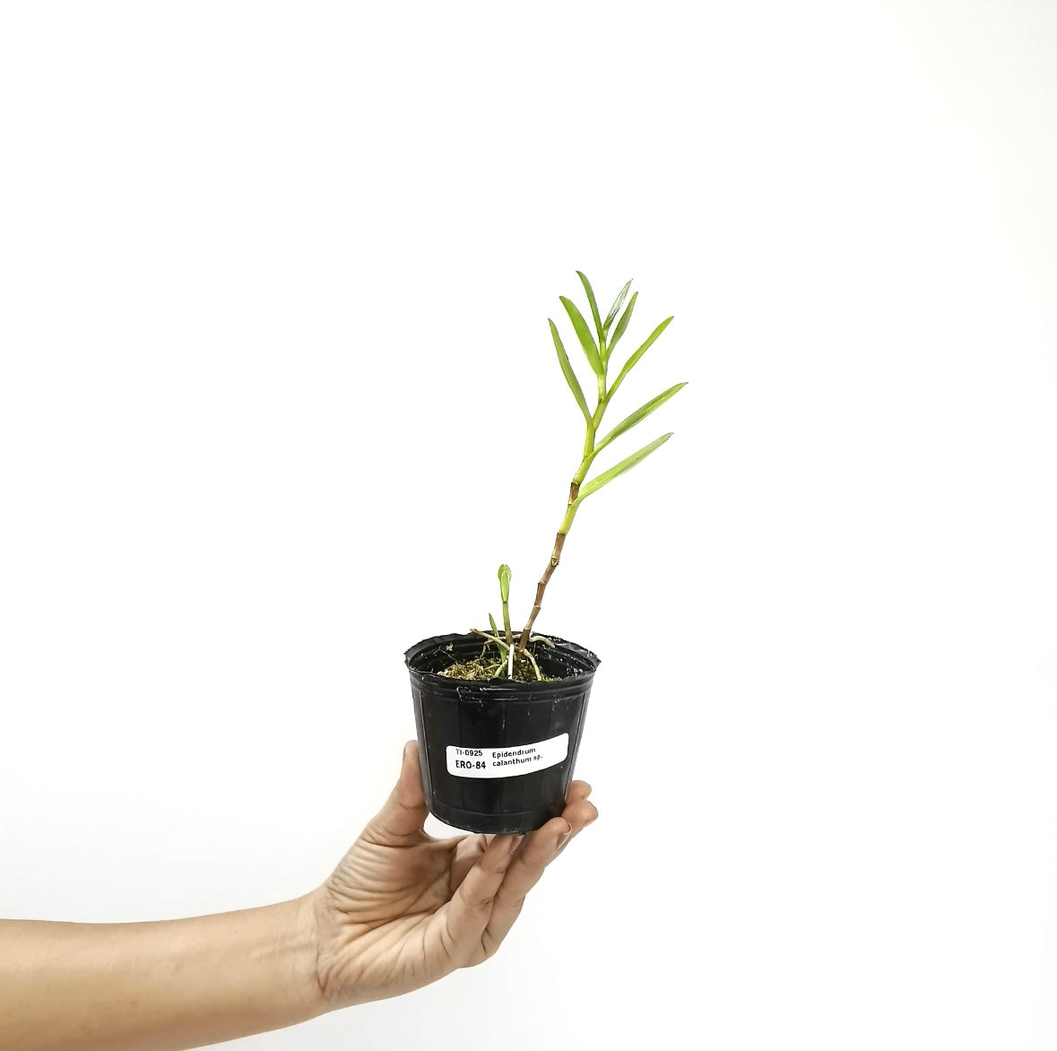 Epidendrum calanthum sp. Orchid Plant - BS