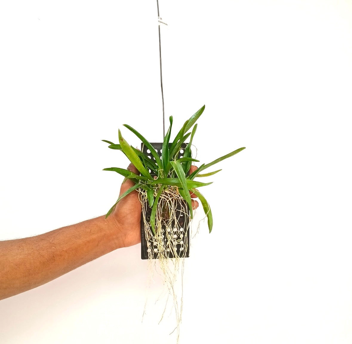 Rodriguezia venusta sp. Orchid Plant - BS - Buy Orchids Plants Online by Orchid-Tree.com