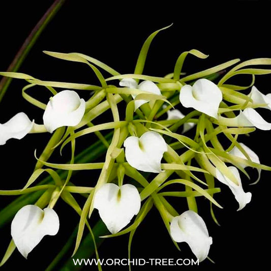 Cattleya (Blc.) Little Stars - BS