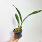 Zygopetalum louisendorf 'rhein moonlight' Orchid Plant - BS