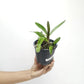 Epidendrum stamfordianum var. Pink - BS