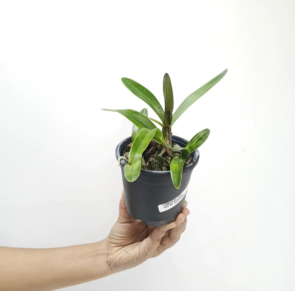 Epidendrum stamfordianum var. Pink - BS