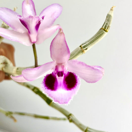 Dendrobium anosmum sp. Orchid Plant - FF - Buy Orchids Plants Online by Orchid-Tree.com