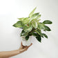 Philodendron Birkin