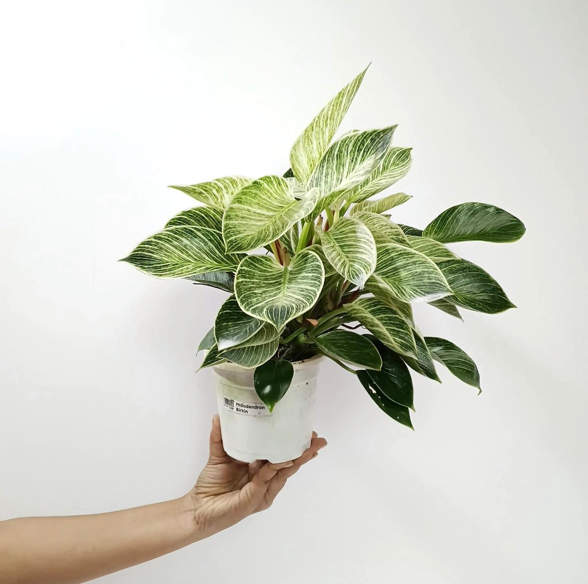 Philodendron Birkin