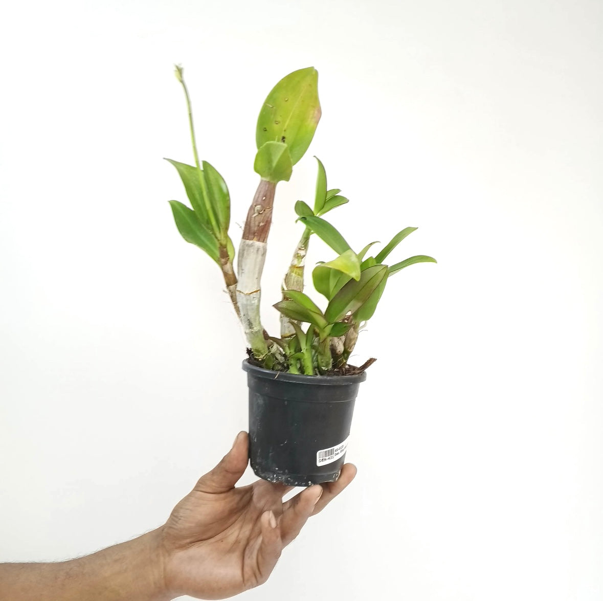 Dendrobium King Star Bright Orchid Plant - FF