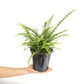 Air Purifying Ferns - 5 variations