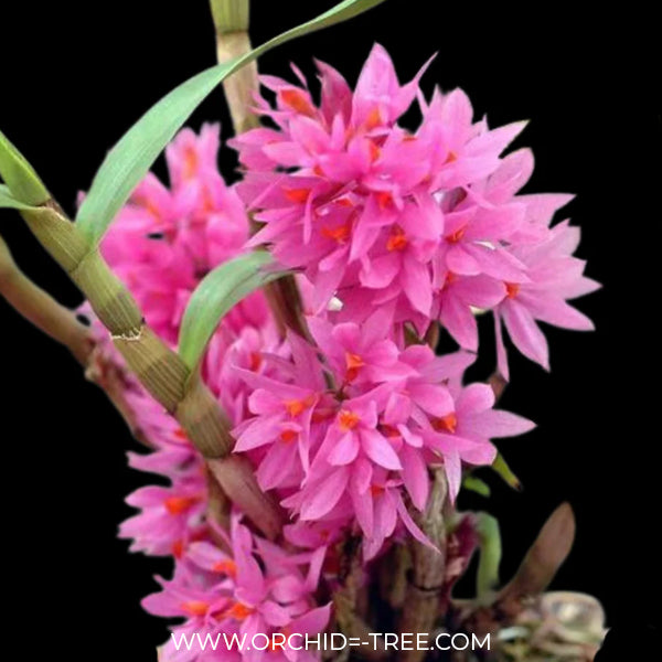 Dendrobium bracteosum sp. Orchid Plant - BS