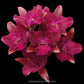 Cattlianthae Great Balls of Fire Orchid Plant - BS - Buy Orchids Plants Online by Orchid-Tree.com