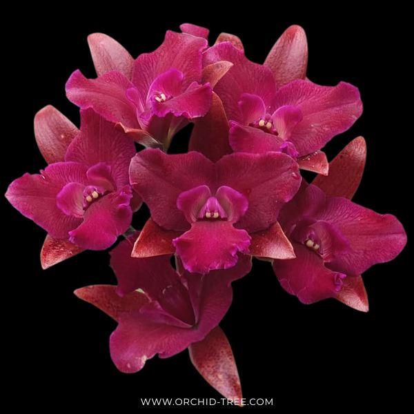 Cattlianthae Great Balls of Fire Orchid Plant - BS - Buy Orchids Plants Online by Orchid-Tree.com