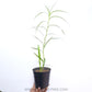 Arundina graminifolia 'Bamboo Orchid' - MS