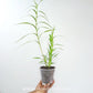 Arundina graminifolia 'Bamboo Orchid' Orchid Plant - MS
