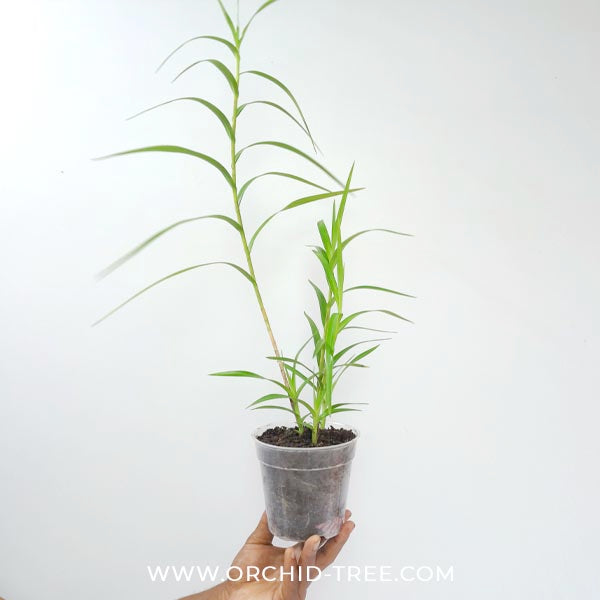 Arundina graminifolia 'Bamboo Orchid' Orchid Plant - MS