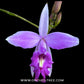 Arundina graminifolia 'Bamboo Orchid' Orchid Plant - MS