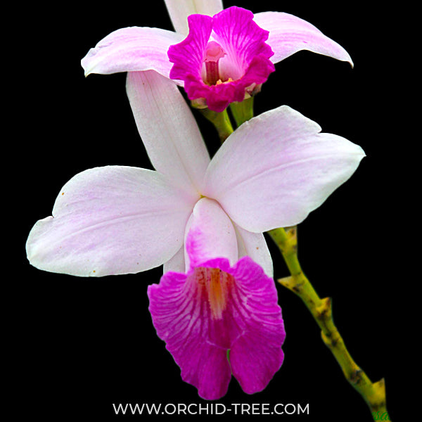 Arundina graminifolia 'Bamboo Orchid' Orchid Plant - MS
