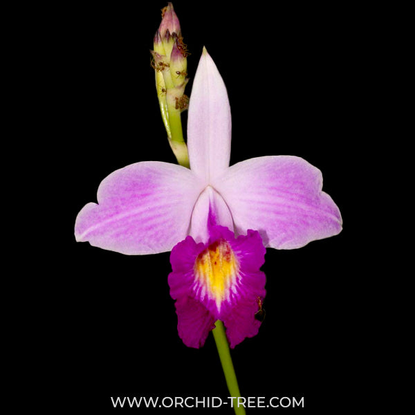 Arundina graminifolia 'Bamboo Orchid' Orchid Plant - MS