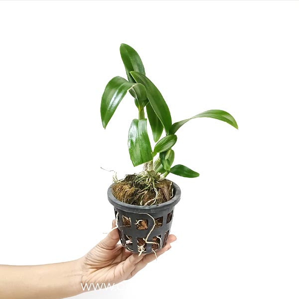 Dendrobium Burana Orchid plant - BS