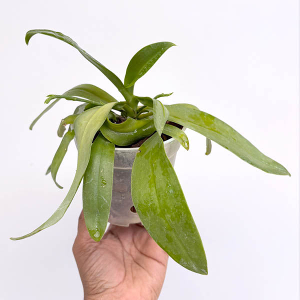 Phalaenopsis bastianii sp. Orchid Plant - FF