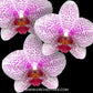 Phalaenopsis  Beautiful Smile Orchid Plant - FF