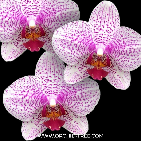 Phalaenopsis  Beautiful Smile Orchid Plant - FF