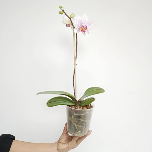 Phalaenopsis  Beautiful Smile Orchid Plant - FF