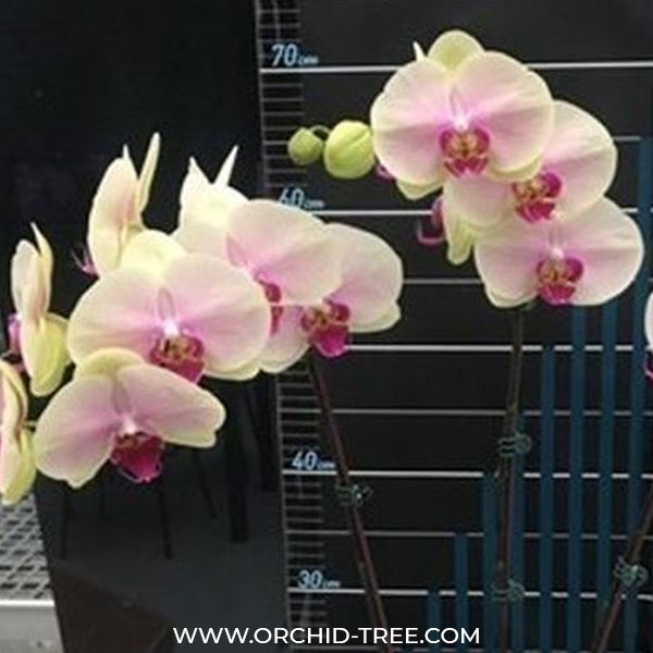 Phalaenopsis Beauty Rain - FF