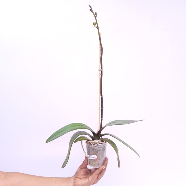 Phalaenopsis Beauty Butterfly Orchid Plant - FF