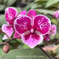 Drift Wood Mounted Display Of Orchid Plants - FF