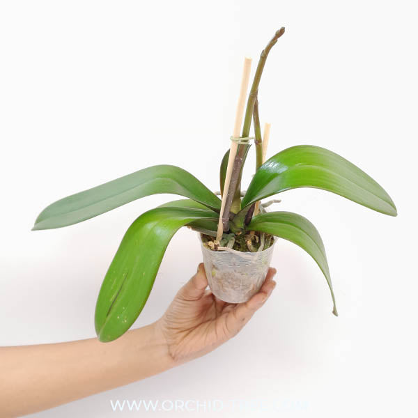Phalaenopsis Beauty Butterfly Orchid Plant - FF