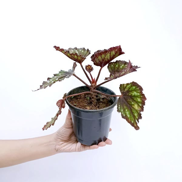 Rex Begonia | 8 Options