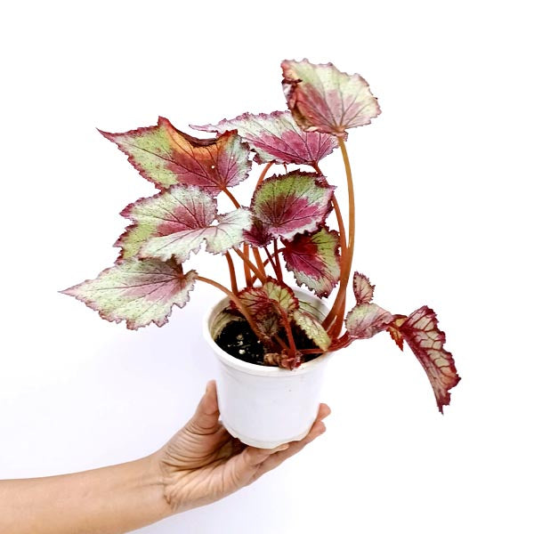 Rex Begonia | 8 Options