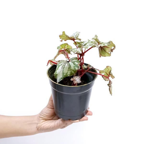 Rex Begonia | 8 Options