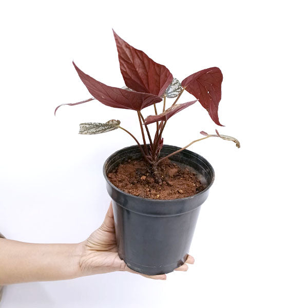 Rex Begonia | 8 Options