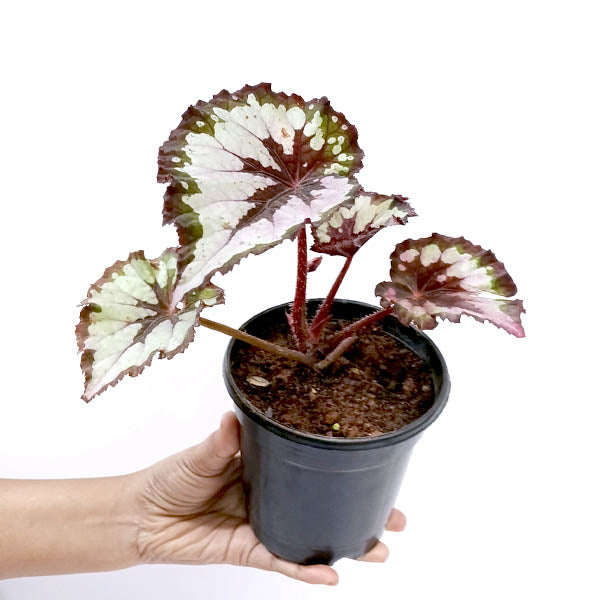 Rex Begonia | 8 Options