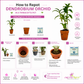 Beginner Orchid Kit With Terracotta Pot - BS