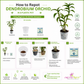 Beginner Orchid Kit With Plastic Pot - BS