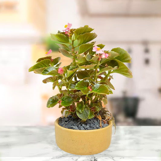 Begonia Retreat | Arrangement in Ceramic Pot