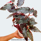 Begonia Big Pot Plants | 3 Varieties