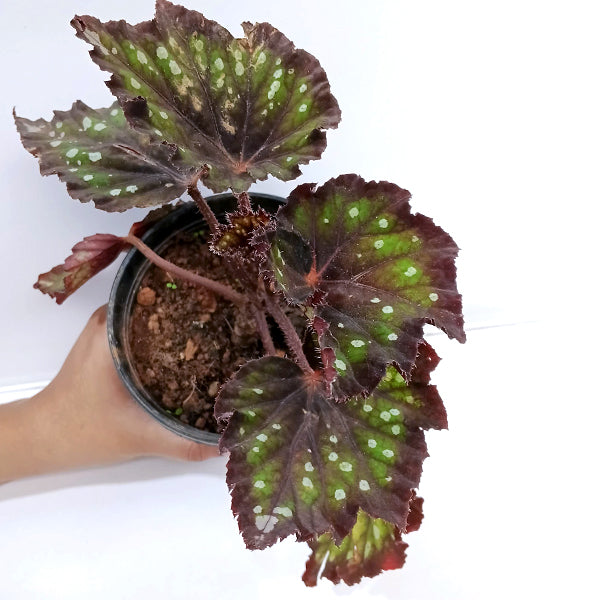 Rex Begonia | 8 Options