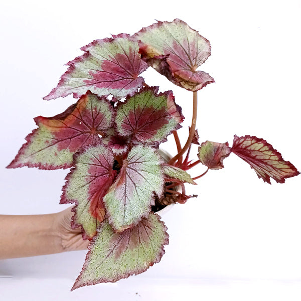 Rex Begonia | 8 Options