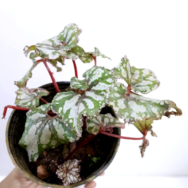 Rex Begonia | 8 Options