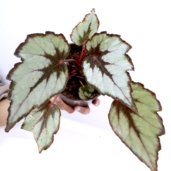 Rex Begonia | 8 Options