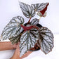 Rex Begonia | 8 Options
