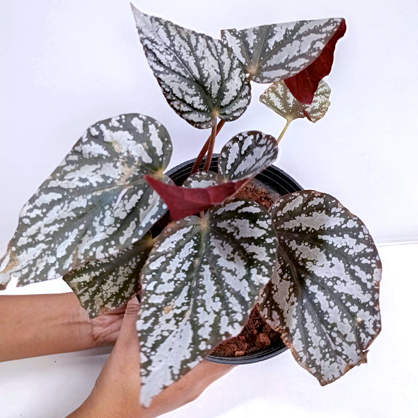 Rex Begonia | 8 Options