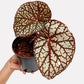 Rex Begonia | 8 Options