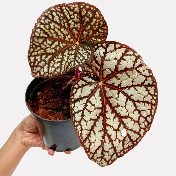 Rex Begonia | 8 Options