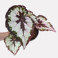 Rex Begonia | 8 Options