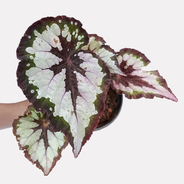 Rex Begonia | 8 Options